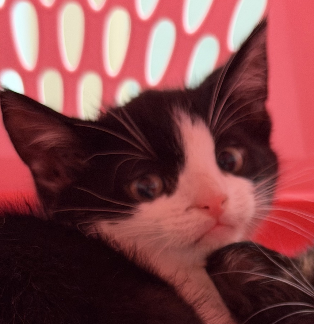 Shelter Stray Female Cat last seen Boundary St, San Diego, CA, 92101, San Diego, CA 92110