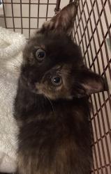 Shelter Stray Female Cat last seen Near Tandal Place, KNIGHTDALE, NC, 27545, Raleigh, NC 27610