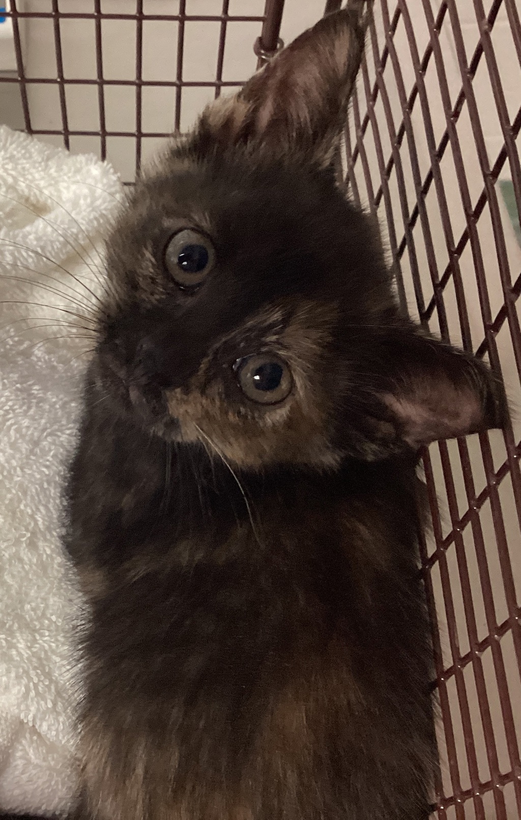 Shelter Stray Female Cat last seen Near Tandal Place, KNIGHTDALE, NC, 27545, Raleigh, NC 27610