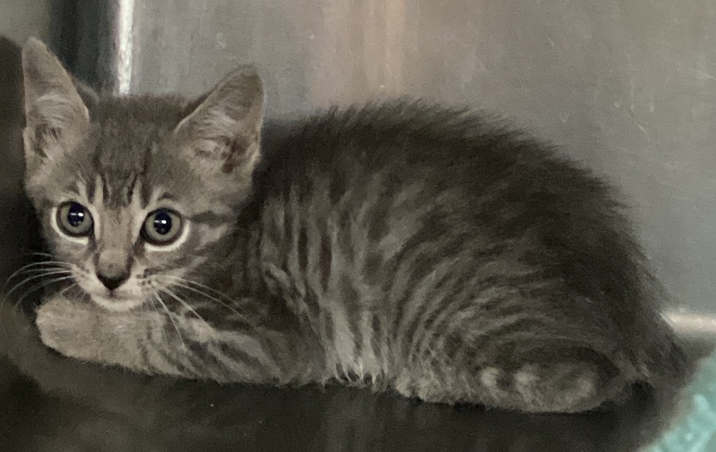 Shelter Stray Male Cat last seen Placid Place, CARY, NC, 27518, Raleigh, NC 27610