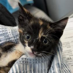 Shelter Stray Female Cat last seen Boundary St, San Diego, CA, 92101, San Diego, CA 92110