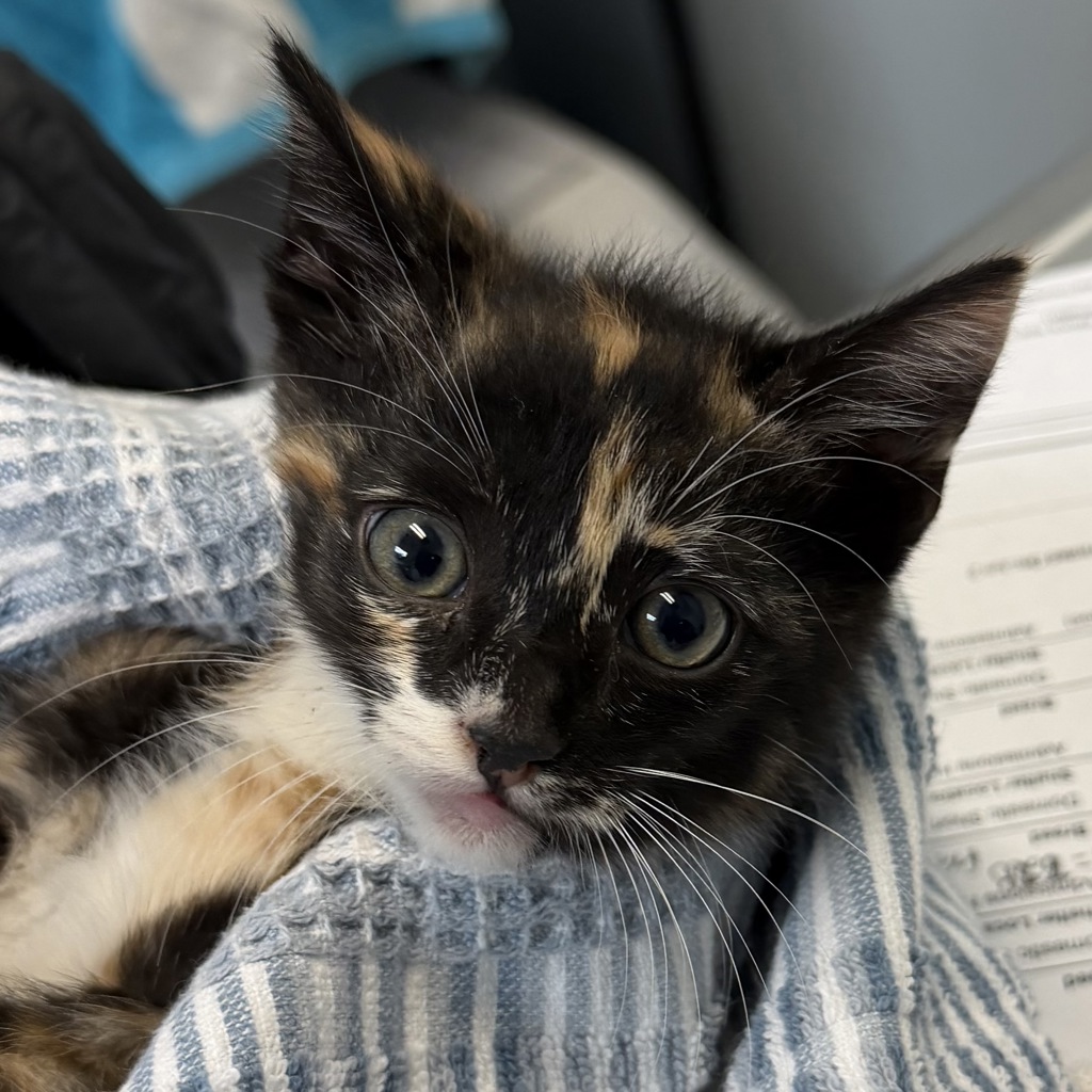 Shelter Stray Female Cat last seen Boundary St, San Diego, CA, 92101, San Diego, CA 92110