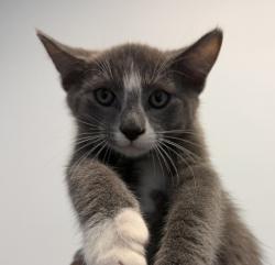 Shelter Stray Male Cat last seen ., San Diego, CA, 92102, San Diego, CA 92110