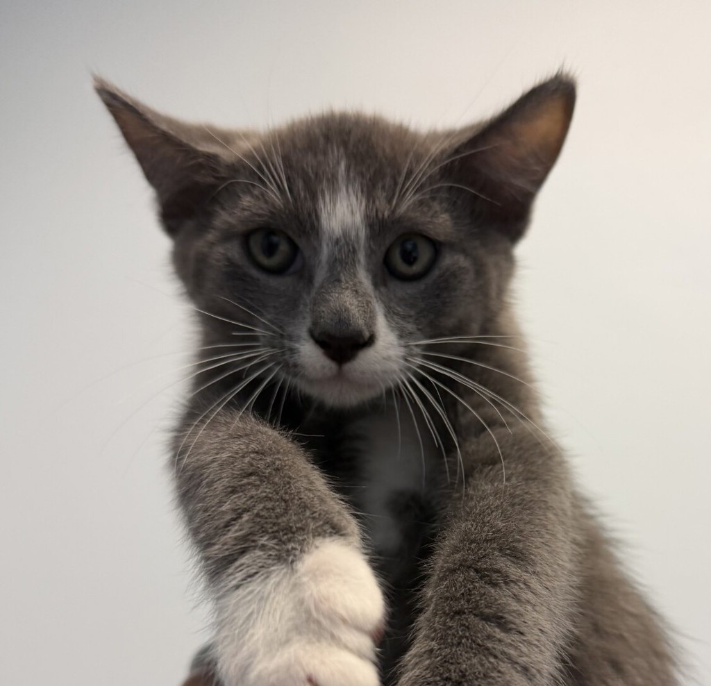 Shelter Stray Male Cat last seen ., San Diego, CA, 92102, San Diego, CA 92110