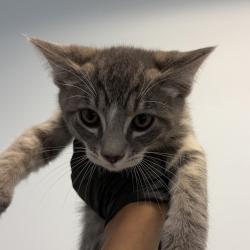 Shelter Stray Male Cat last seen ., San Diego, CA, 92102, San Diego, CA 92110