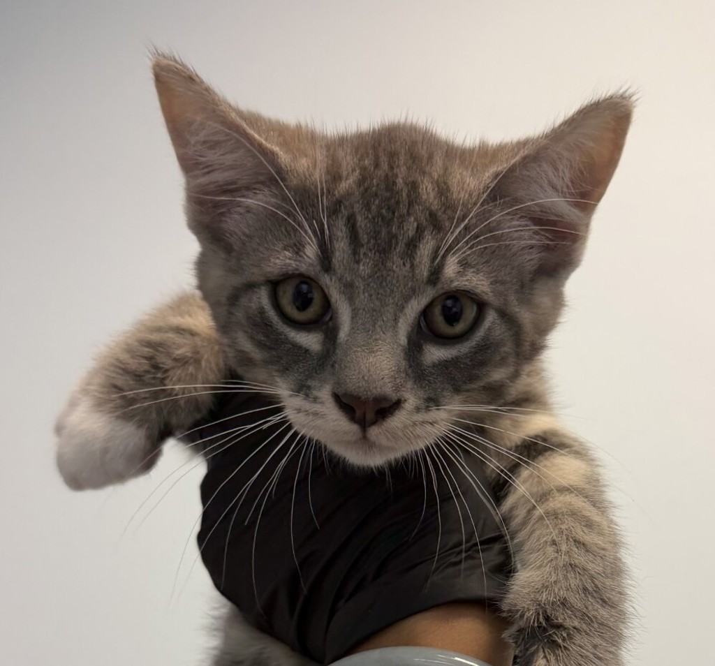Shelter Stray Male Cat last seen ., San Diego, CA, 92102, San Diego, CA 92110