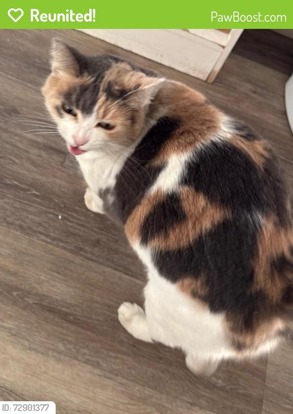 Reunited Female Cat last seen Near Palm St/ Jackson, Medford, OR 97501