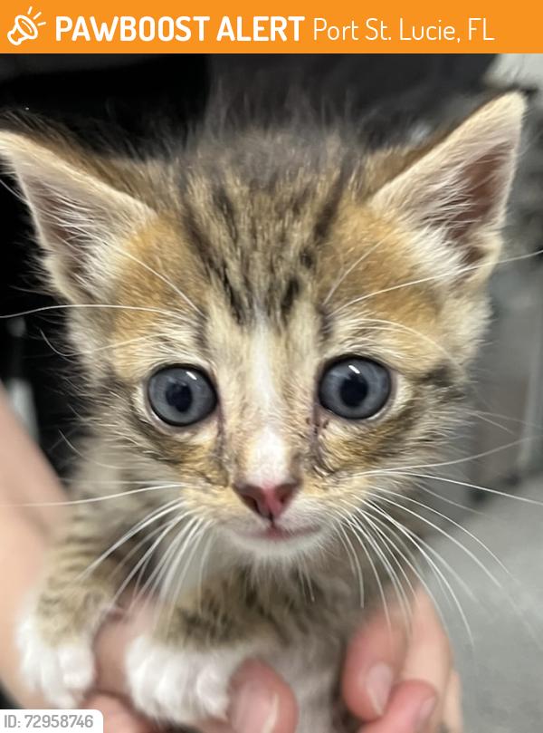 Found/Stray Unknown Cat last seen Port St Lucie, Port St. Lucie, FL 34986