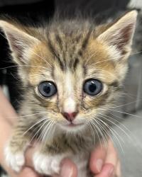 Found/Stray Unknown Cat last seen Port St Lucie, Port St. Lucie, FL 34986