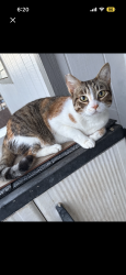 Lost Female Cat last seen HAPAPA ST, WAIPAHU , Waipahu, HI 96797
