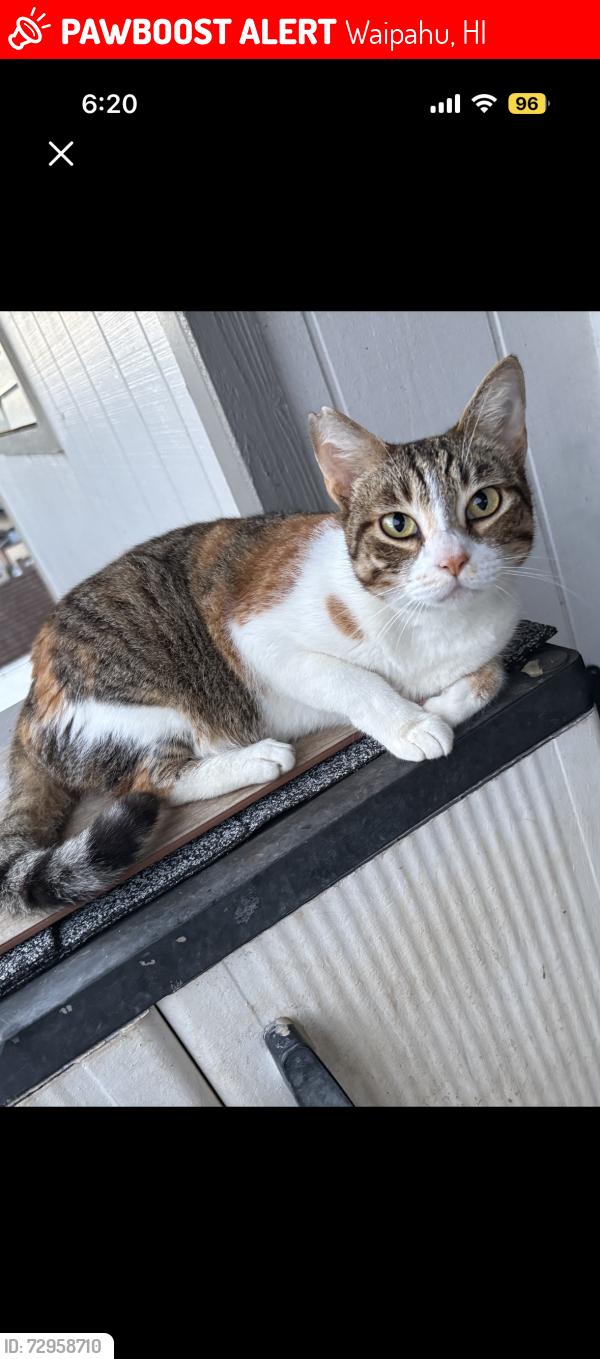 Lost Female Cat last seen HAPAPA ST, WAIPAHU , Waipahu, HI 96797