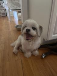 Found/Stray Male Dog last seen Near , Wake County, NC 27603