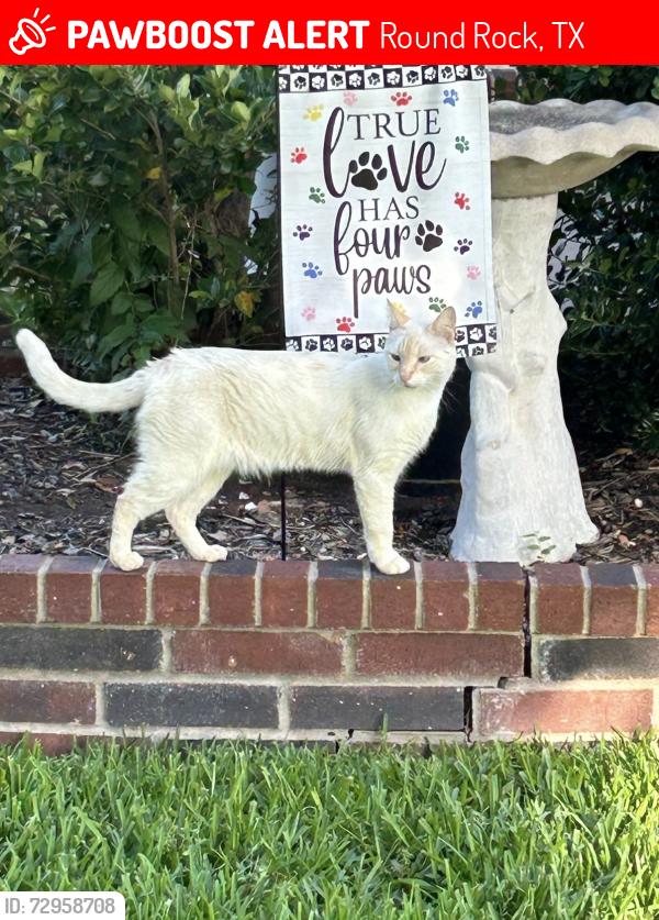 Lost Female Cat last seen Fort Leaton Dr and Van Horn Dr, Round Rock, TX 78664
