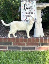 Lost Female Cat last seen Fort Leaton Dr and Van Horn Dr, Round Rock, TX 78664