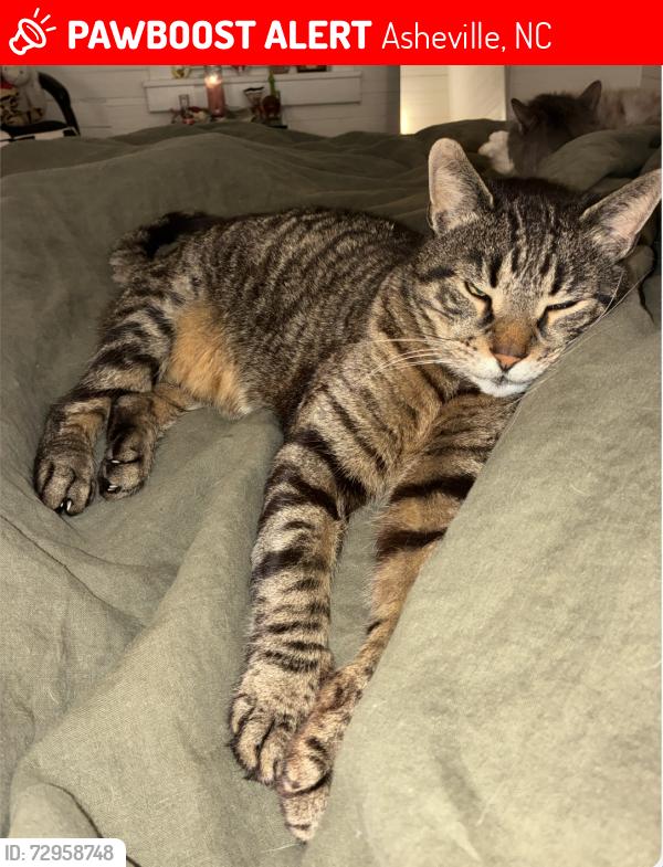 Lost Male Cat last seen West St. & Northview St., Asheville, NC 28801