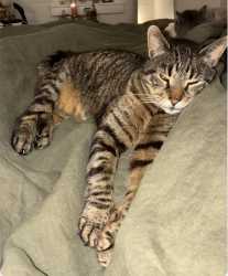 Lost Male Cat last seen West St. & Northview St., Asheville, NC 28801