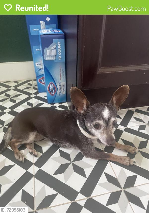 Reunited Female Dog last seen Glenbrook & Treasure Rd, Garland, TX 75041