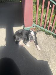 Reunited Female Dog last seen Montana and cheviot rd , Cincinnati, OH 45211
