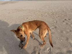 Reunited Male Dog last seen Henry and Pierrepont, Brooklyn, NY 11201