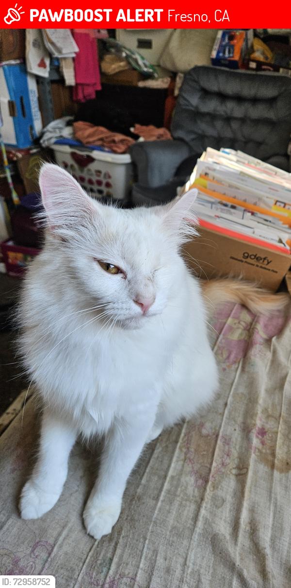 Lost Female Cat last seen Gettysburg Fresno California near Truth Tabernacle, Fresno, CA 93726