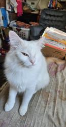Lost Female Cat last seen Gettysburg Fresno California near Truth Tabernacle, Fresno, CA 93726