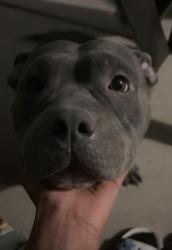 Lost Female Dog last seen Simmons and lone mountain , North Las Vegas, NV 89031