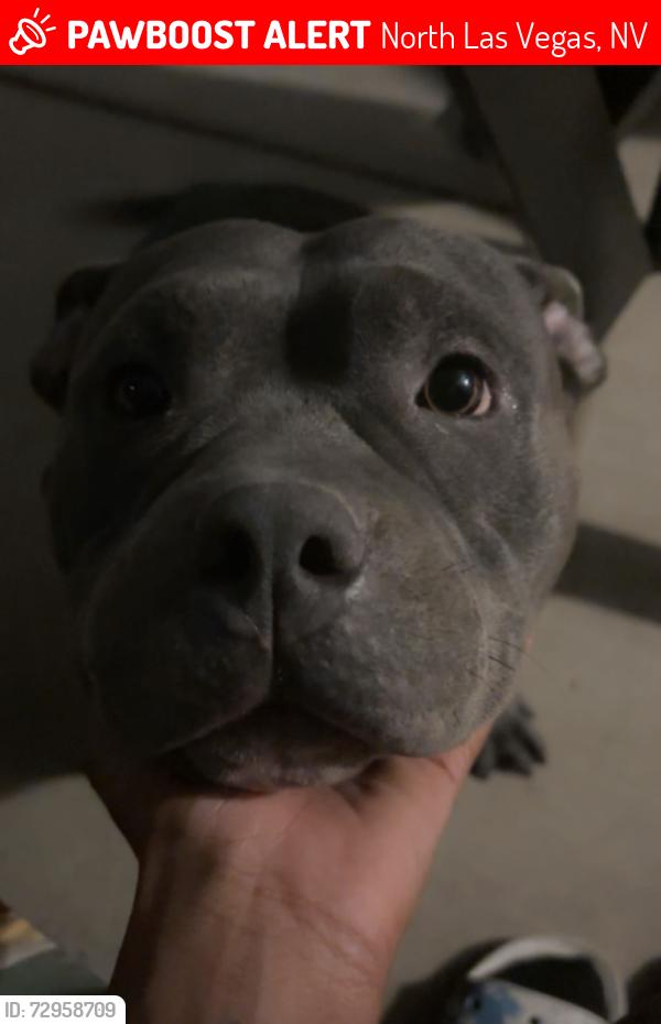Lost Female Dog last seen Simmons and lone mountain , North Las Vegas, NV 89031