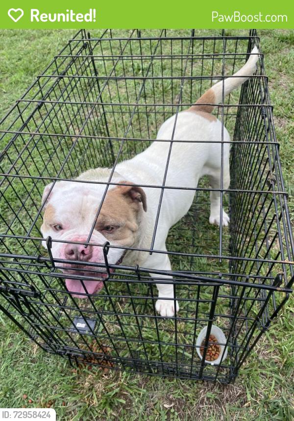 Reunited Male Dog last seen Spring st, Spartanburg, SC 29306
