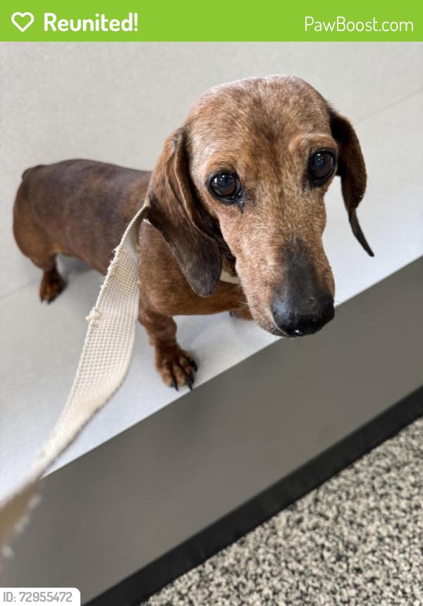 Reunited Male Dog last seen 118th and Mingo, Bixby, OK 74008