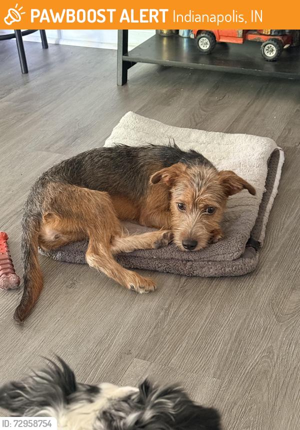 Found/Stray Female Dog last seen Eagle creek parkway and 46th street, Indianapolis, IN 46254