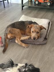 Found/Stray Female Dog last seen Eagle creek parkway and 46th street, Indianapolis, IN 46254