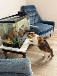 Lost Female Cat last seen Veterans park and Caledonia Community Pool, Caledonia, MN 55921