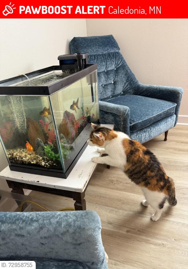 Lost Female Cat last seen Veterans park and Caledonia Community Pool, Caledonia, MN 55921