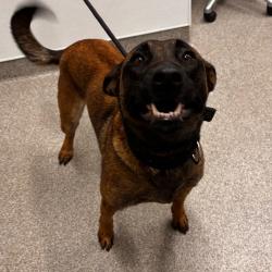 Shelter Stray Female Dog last seen , Matteson, IL 60443