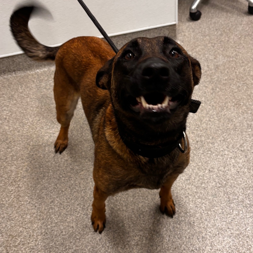 Shelter Stray Female Dog last seen , Matteson, IL 60443