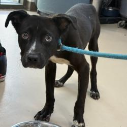 Shelter Stray Male Dog last seen , Pine Bluff, AR 71601