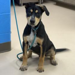 Shelter Stray Female Dog last seen , Pine Bluff, AR 71601