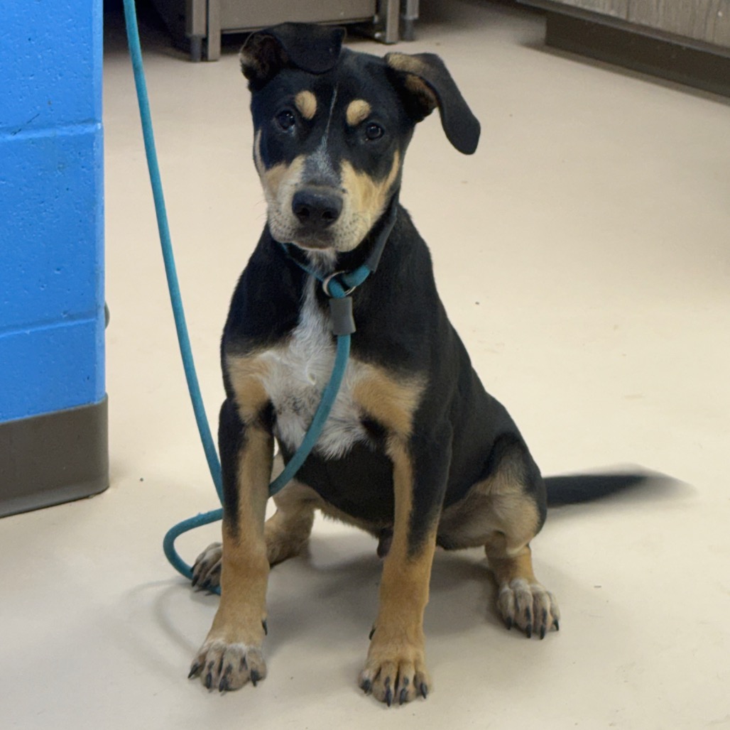 Shelter Stray Female Dog last seen , Pine Bluff, AR 71601