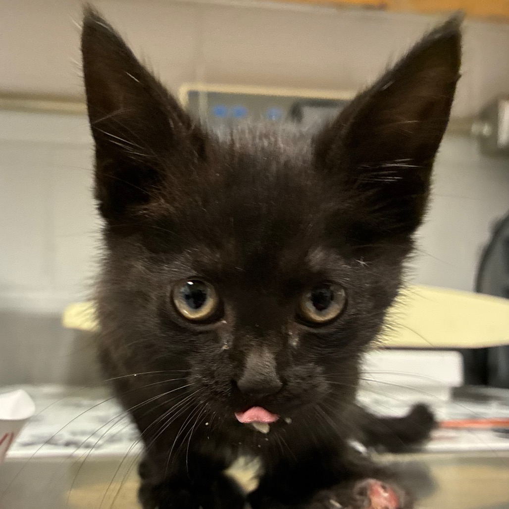 Shelter Stray Female Cat last seen , Greenville, SC 29609