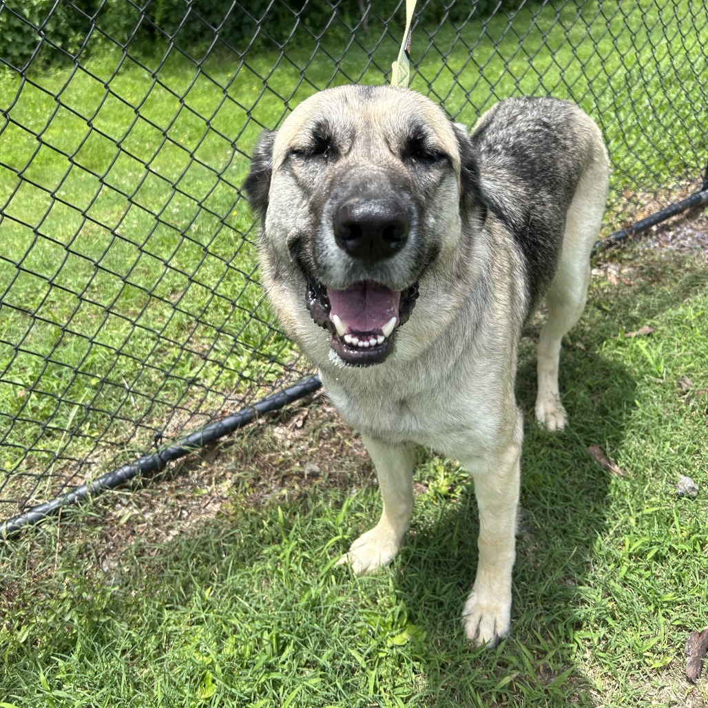 Shelter Stray Female Dog last seen , Cabot, AR 72007