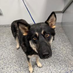 Shelter Stray Female Dog last seen , Greenville, SC 29609
