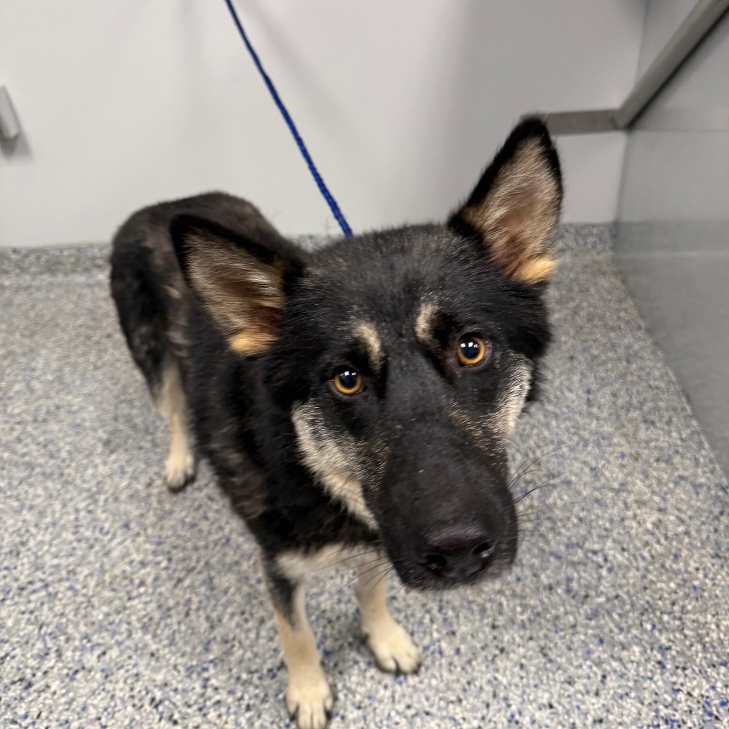 Shelter Stray Female Dog last seen , Greenville, SC 29609