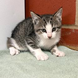 Shelter Stray Male Cat last seen , Cabot, AR 72007