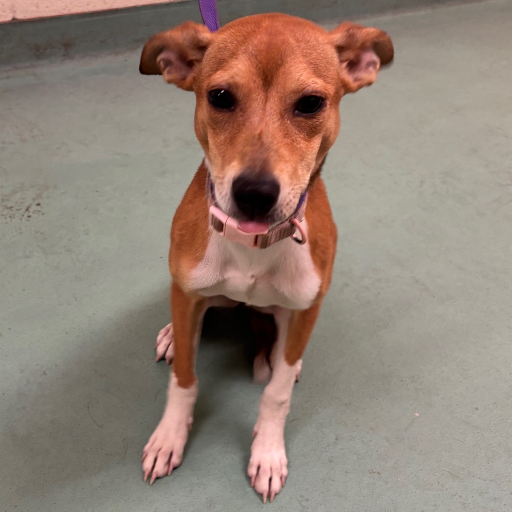Shelter Stray Female Dog last seen , Memphis, TN 38133