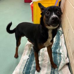Shelter Stray Male Dog last seen , Memphis, TN 38133
