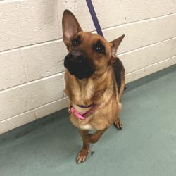 Shelter Stray Female Dog last seen , Memphis, TN 38133