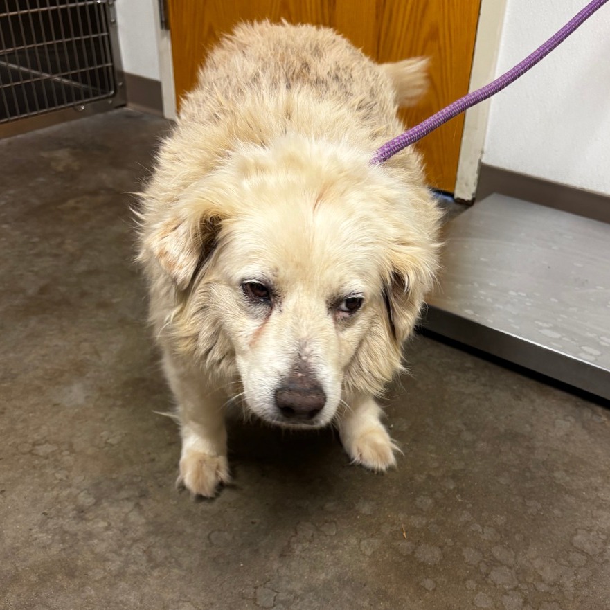 Shelter Stray Female Dog last seen , Ottawa, KS 66067