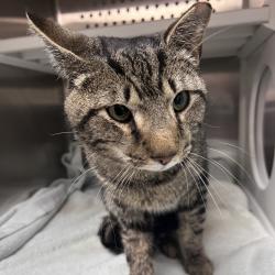 Shelter Stray Male Cat last seen , Philadelphia, PA 19140