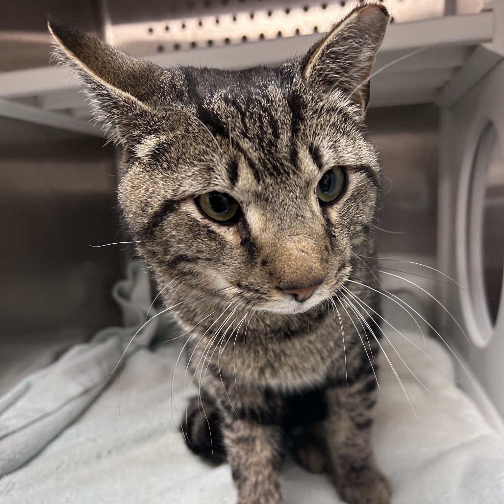 Shelter Stray Male Cat last seen , Philadelphia, PA 19140