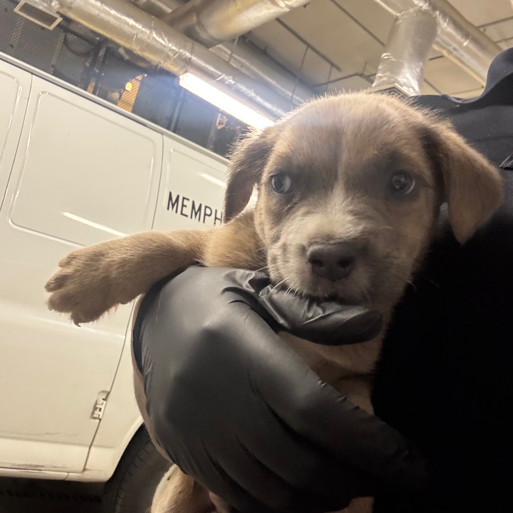 Shelter Stray Male Dog last seen , 2350 Appling City Cove, Memphis, TN 38133, USA